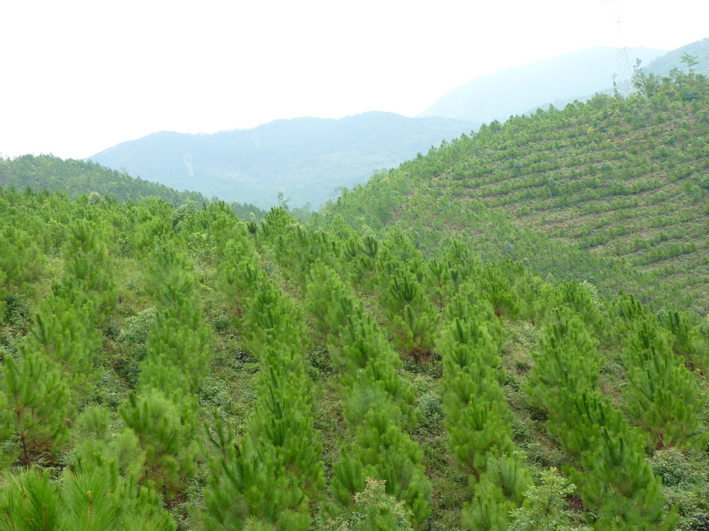 思茅松人工林高效定向(xiàng)培育技術