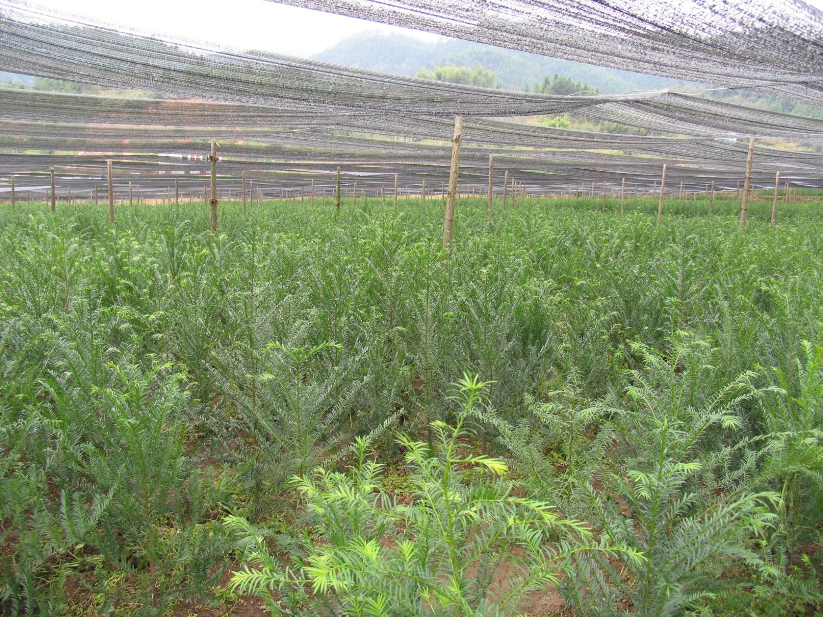 冷涼地區雲南紅豆杉人工幼林速生豐産栽培技術