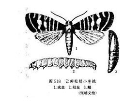 細梢小卷蛾發(fā)生規律及綜合治理技術研究