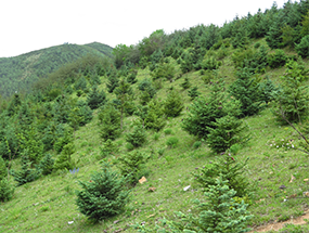 滇西北亞高山退化林地植被(bèi)恢複與重建技術