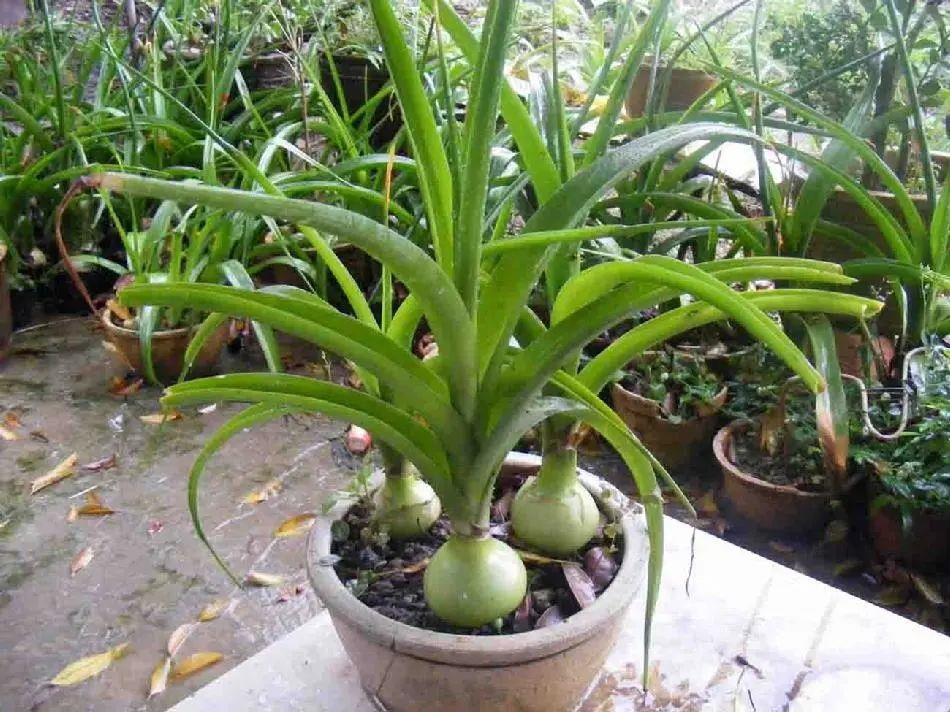 遊覽國(guó)家植物園——141.認識植物：​虎眼萬年青