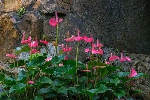 遊覽國(guó)家植物園——135.認識植物：花燭類